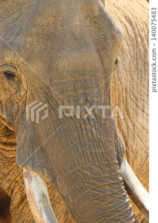 African elephant's face (zoo) African elephant's face (zoo) 140075483