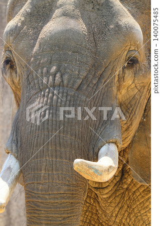 African elephant's face (zoo) African elephant's face (zoo) 140075485