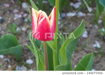 Tulip red flowers Tulip red flowers 140075488