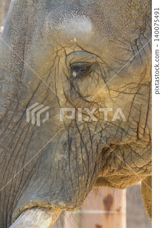 非洲象的臉(動物園) 非洲象的臉(動物園) 140075491