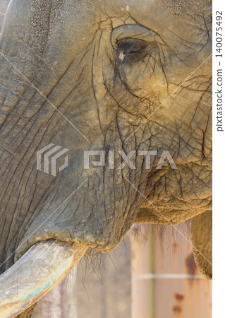 African elephant's face (zoo) African elephant's face (zoo) 140075492