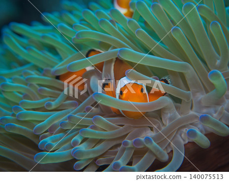 Clownfish that are not hidden Clownfish that are not hidden 140075513
