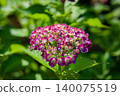 Red Hydrangea 140075519