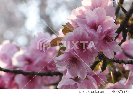 Double cherry blossoms bathed in the spring sunshine Double cherry blossoms bathed in the spring sunshine 140075574