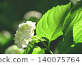 繡球花盛開。 140075764