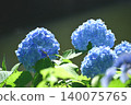 繡球花盛開。 140075765