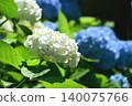 繡球花盛開。 140075766