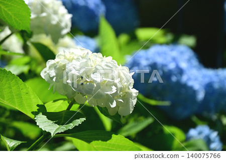 繡球花盛開。 繡球花盛開。 140075766