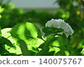 繡球花盛開。 140075767