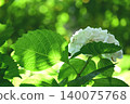 繡球花盛開。 140075768