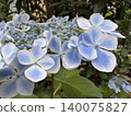 一簇繡球花，點綴著藍色的裝飾花。 140075827