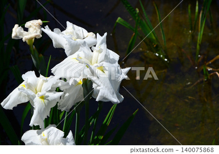 Pure white irises blooming by the water's edge 140075868