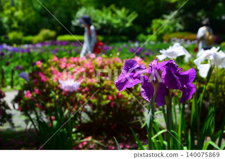 紫色鳶尾花和五彩繽紛的花朵 紫色鳶尾花和五彩繽紛的花朵 140075869