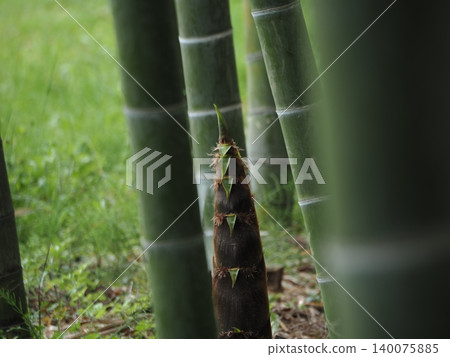 Bamboo forest bamboo shoots Bamboo forest bamboo shoots 140075885