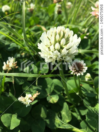 白花 白花 140075908