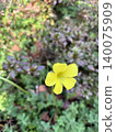黃花 140075909