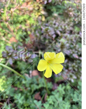 黃花 黃花 140075909