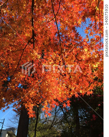 Autumn leaves looked up Autumn leaves looked up 140075910