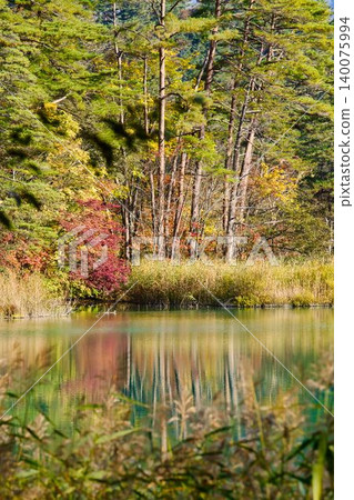 Autumn in the Goshikinuma Lakes of Urabandai / Fukushima Prefecture 140075994