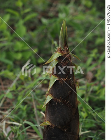 Bamboo forest bamboo shoots Bamboo forest bamboo shoots 140076028