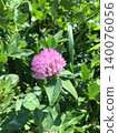 粉色牡丹花 140076056