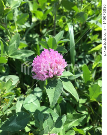 粉色牡丹花 粉色牡丹花 140076056