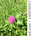 粉色牡丹花 140076057