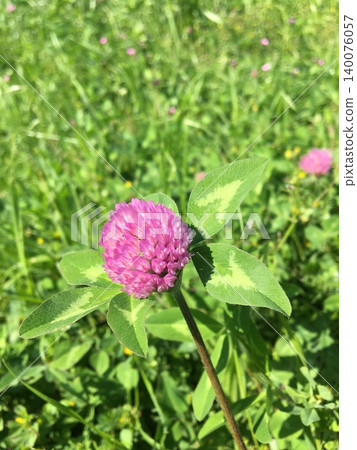 粉色牡丹花 粉色牡丹花 140076057