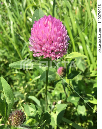 粉色牡丹花 粉色牡丹花 140076058