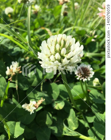 白牡丹花 白牡丹花 140076059