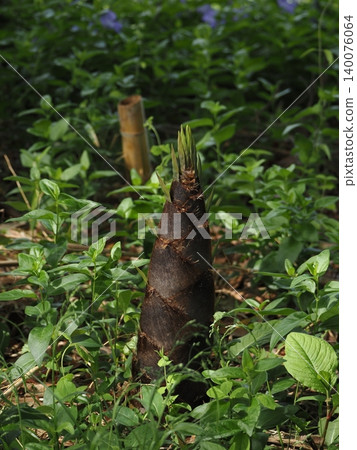 Bamboo forest bamboo shoots Bamboo forest bamboo shoots 140076064
