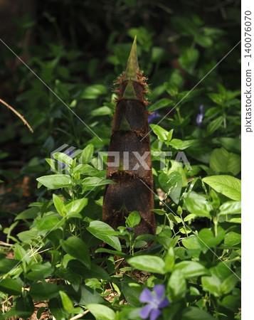 Bamboo forest bamboo shoots Bamboo forest bamboo shoots 140076070