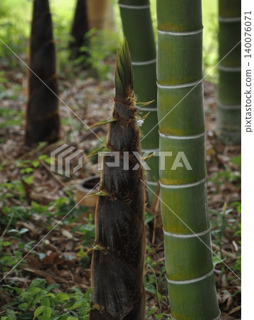 Bamboo forest bamboo shoots Bamboo forest bamboo shoots 140076071
