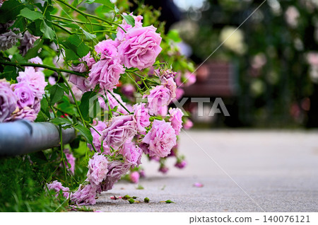 春意盎然的玫瑰園小徑，以及盛開的紫色玫瑰花海。 140076121