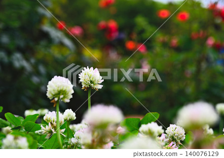 低角度拍攝的三葉草花朵,背景是絢麗的散景。 低角度拍攝的三葉草花朵,背景是絢麗的散景。 140076129