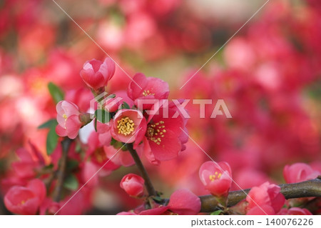 紅色模糊的花朵 紅色模糊的花朵 140076226