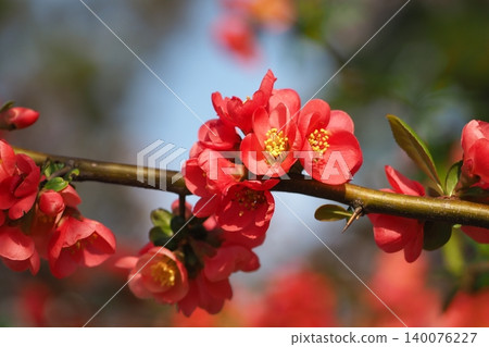 紅色模糊的花朵 紅色模糊的花朵 140076227