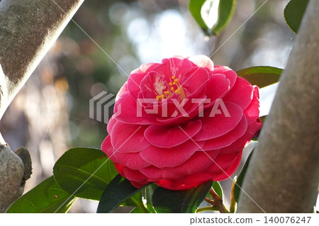 紅山茶花 紅山茶花 140076247
