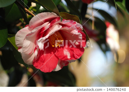 紅色圖案的山茶花 紅色圖案的山茶花 140076248
