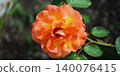 rose	 140076415