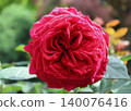 rose	 140076416