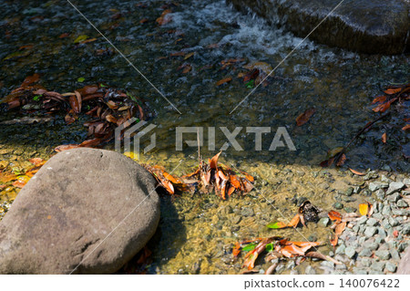 A natural scene of a clear stream with fallen leaves floating down it. 140076422