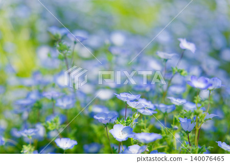 A field of nemophila flowers bathed in soft light, against a backdrop of spring nature. A field of nemophila flowers bathed in soft light, against a backdrop of spring nature. 140076465