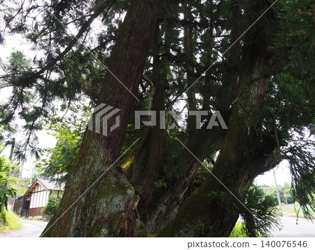 Oido Cedar Tree, Nara Prefecture Oido Cedar Tree, Nara Prefecture 140076546