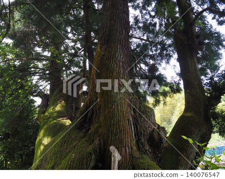 Oido Cedar Tree, Nara Prefecture Oido Cedar Tree, Nara Prefecture 140076547