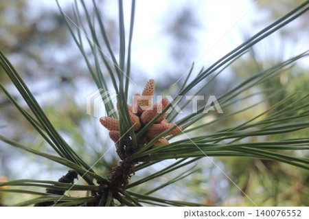 Pine flowers Pine flowers 140076552