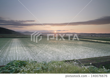 Rice paddies mirrored in the morning light in eastern Hokkaido, dandelion fluff, and a sky full of clouds. 140076676
