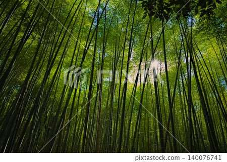 A course for a quiet stroll through Arashiyama in early summer. 140076741