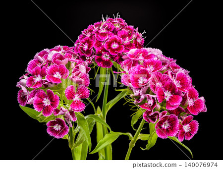 Beautiful Pink Sweet William Dianthus Flowers on Black Background Beautiful Pink Sweet William Dianthus Flowers on Black Background 140076974