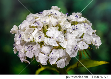 Pristine White Sweet William Dianthus Flowers on Green Background Pristine White Sweet William Dianthus Flowers on Green Background 140076975